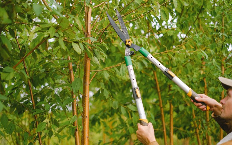 Tree trimming in Greensboro Bend, VT