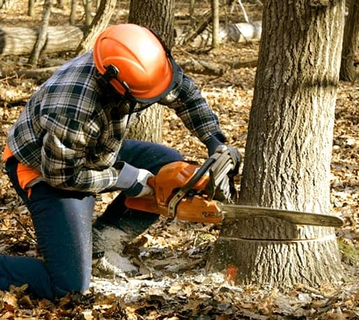Tree Removal in Greensboro Bend, VT